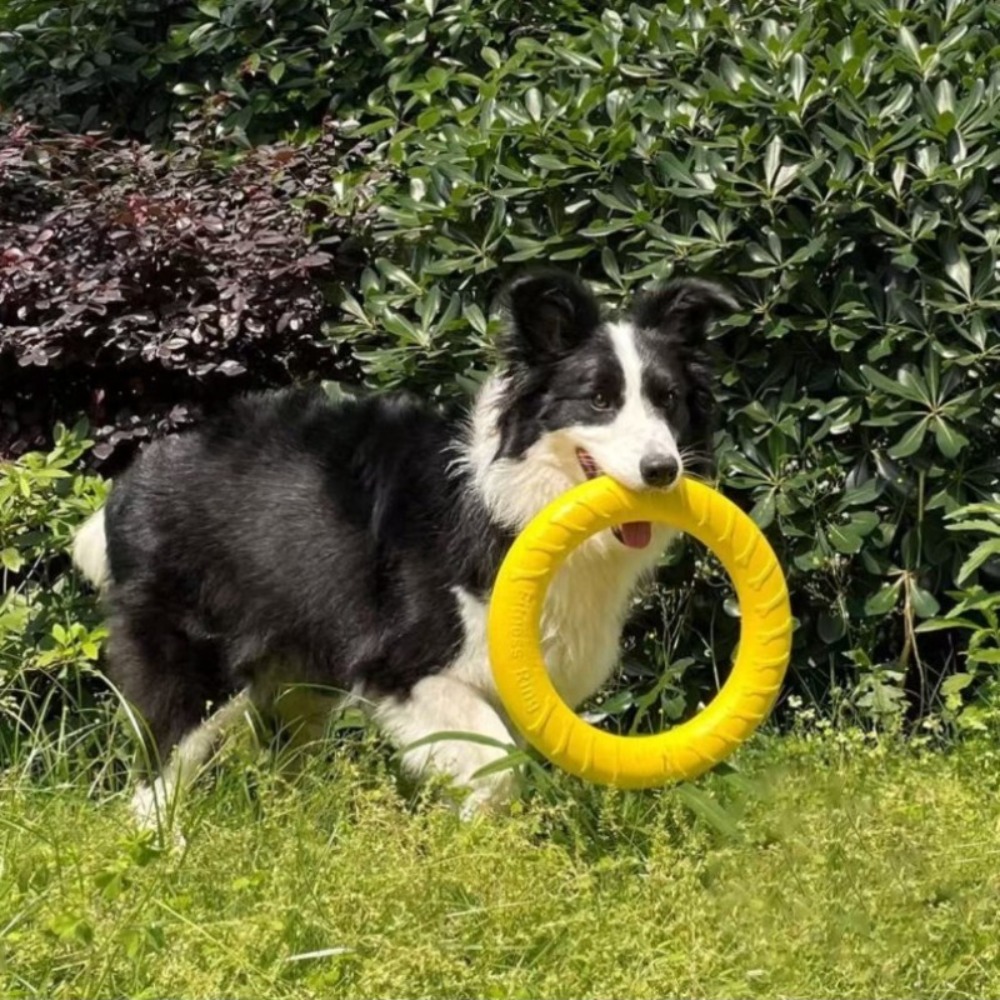 Hondenvliegende schijf, vliege - Flying Disc Dog Training Toy recensie en prijs
