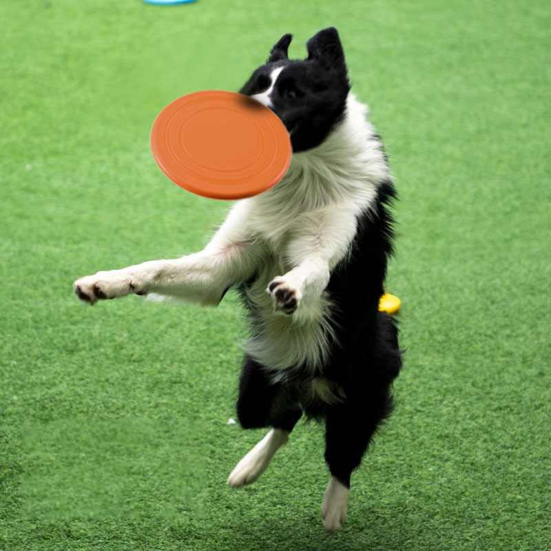 Huisdier Training Speelgoed In - Flying Disc Dog Training Toy recensie en prijs