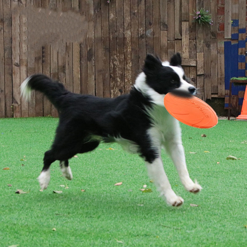 Siliconen Vliegende Schotel Gr - Flying Disc Dog Training Toy recensie en prijs